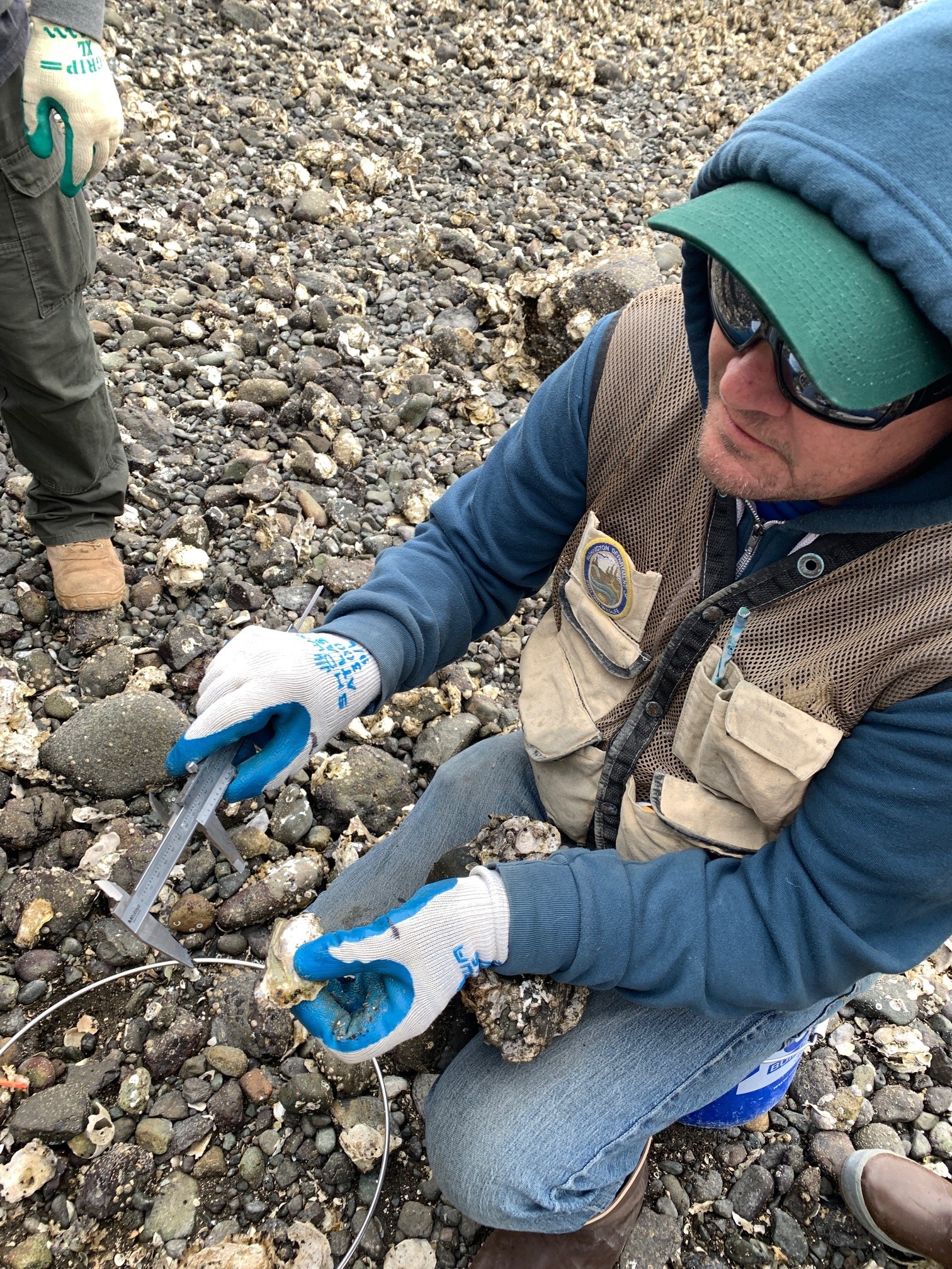 A Washington Department of Fish and Wildlife (WDFW) biologist measures an oyster at Seal Rock Beach April 11, 2024. USDA Forest Service photo by Karen Holtrop.